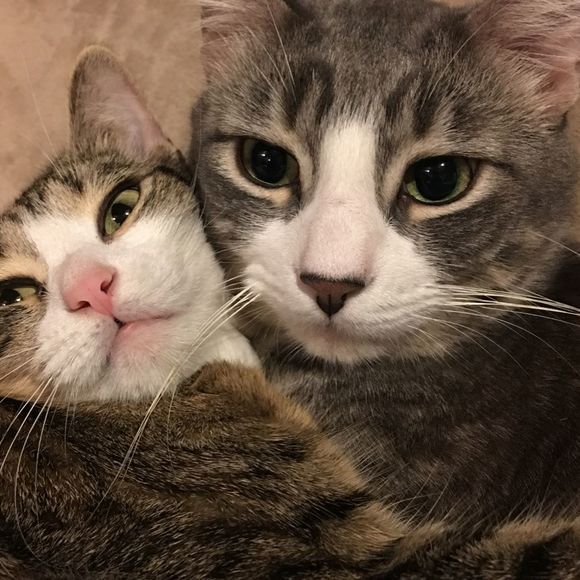 Meet your Posher, Troublenevee - Picture 1 of 1